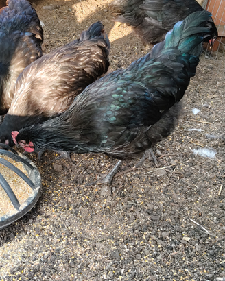 Galli 4 mesi australorp