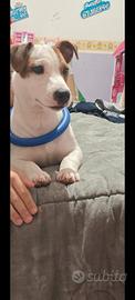 Jack Russel tricolore