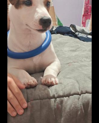 Jack Russel tricolore