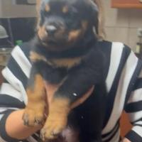 Cuccioli rottweiler con pedigree