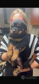 Cuccioli rottweiler con pedigree