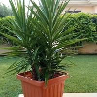 Splendida Yucca 
