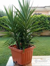 Splendida Yucca 