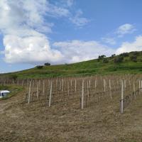 Terreno agricolo 3 ettari uliveto e vigneto a Cirò