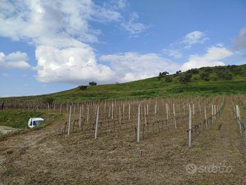 Terreno agricolo 3 ettari uliveto e vigneto a Cirò