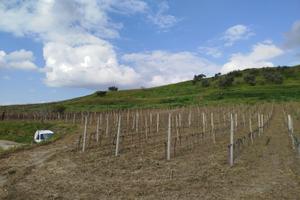 Terreno agricolo 3 ettari uliveto e vigneto a Cirò