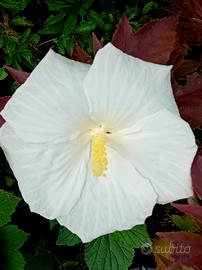 Hibiscus xxl