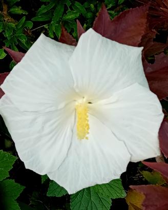 Hibiscus xxl
