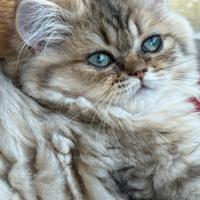 Femmina di persiano, golden