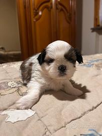 Cuccioli shih-tzu 65 giorni