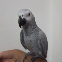 Pappagallo parlante cenerino coda rossa addestrato