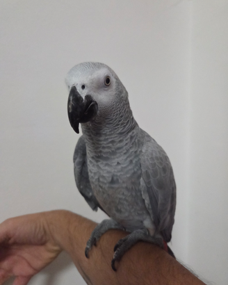 Pappagallo parlante cenerino coda rossa addestrato