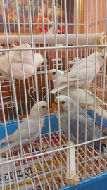 Inseparabili allevati a mano