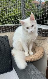 Femmina Maine coon occhi eterocromia