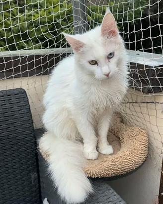 Femmina Maine coon occhi eterocromia