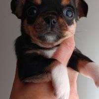 Chihuahua femminuccia