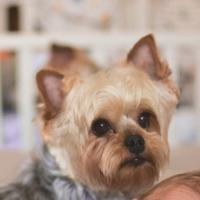 Yorkshire per monta con pedigree