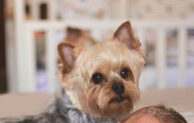 Yorkshire per monta con pedigree