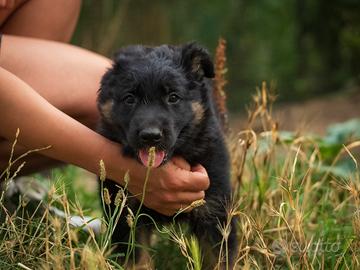 Cuccioli di Pastore tedesco