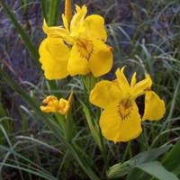 Iris Pseudacorus gaggiolo giallo