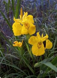 Iris Pseudacorus gaggiolo giallo