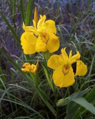 Iris Pseudacorus gaggiolo giallo