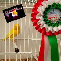 Canarini occhio rosso