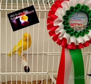 Canarini occhio rosso