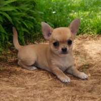 Dolcissima chihuahua pedigree enci