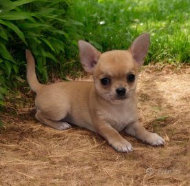 Dolcissima chihuahua pedigree enci