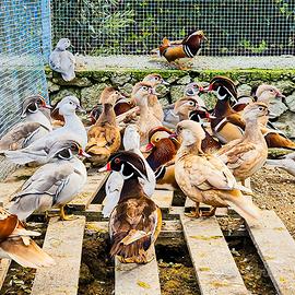 Anatre mandarino e carolina mutate