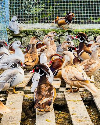 Anatre mandarino e carolina mutate