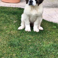 Cane di San Bernardo