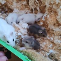 Cuccioli di criceto nano Winter White