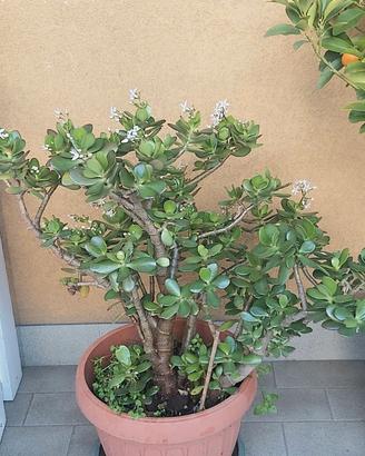 Pianta Crassula