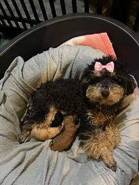 Barboncino toy cuccioli