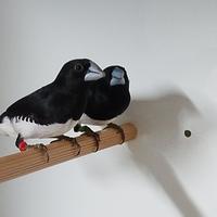 Lonchura cucullata e bicolor