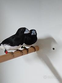 Lonchura cucullata e bicolor