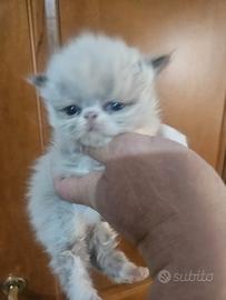 Gatto persiano maschietto