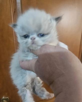 Gatto persiano maschietto