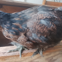 Galline da cova probabile uovo colorato