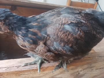 Galline da cova probabile uovo colorato