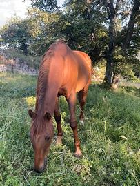 Cavallo AAS