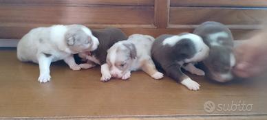 Cucciolo pastore australiano