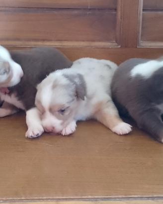 Cucciolo pastore australiano