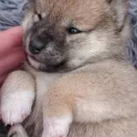 Cuccioli shiba pedigree