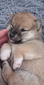 Cuccioli shiba pedigree