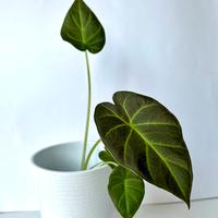 Alocasia Regal Shields baby