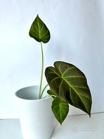 Alocasia Regal Shields baby