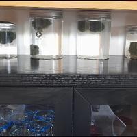 Alga 🇯🇵 giapponese Marimo